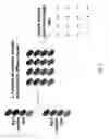 Fig. 03 - Method for selecting a single cell expressing a heterogeneous combination of antibodies