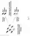 Fig. 04 - Method for selecting a single cell expressing a heterogeneous combination of antibodies