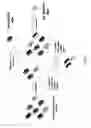 Fig. 06 - Method for selecting a single cell expressing a heterogeneous combination of antibodies