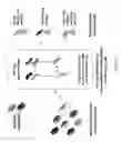 Fig. 07 - Method for selecting a single cell expressing a heterogeneous combination of antibodies