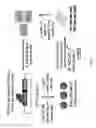 Fig. 09 - Method for selecting a single cell expressing a heterogeneous combination of antibodies