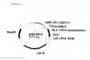 Fig. 02 - Humanized antibodies specific to the protofibrillar form of the beta-amyloid peptide