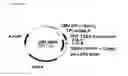 Fig. 03 - Humanized antibodies specific to the protofibrillar form of the beta-amyloid peptide