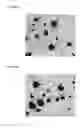 Fig. 09 - Humanized antibodies specific to the protofibrillar form of the beta-amyloid peptide