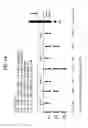 Fig. 95 - FGF21 polypeptides comprising two or more mutations and uses thereof