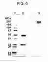Fig. 09 - Monoclonal antibody capable of binding to heparin-binding epidermal growth factor-like growth factor