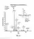 Fig. 13 - Compounds and methods for the modulation of sulfilimine bond formation