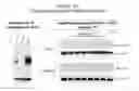 Fig. 136 - Methods and compositions for treating and diagnosing diseases