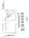 Fig. 25 - IMMUNOMODULATING COMPOSITIONS COMPRISING INTERLEUKIN 13 INHIBITORS AND USES THEREFOR