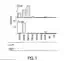 Fig. 04 - Phosphopeptides as melanoma vaccines