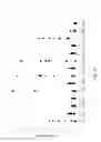 Fig. 15 - Antigen specific multi epitope-based anti-infective vaccines