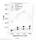 Fig. 04 - Compositions and methods for treatment of cervical dysplasia