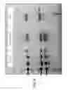 Fig. 07 - Formulation of immunopotentiators