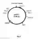 Fig. 02 - system and uses thereof