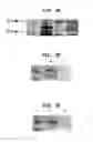 Fig. 09 - system and uses thereof