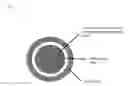 Fig. 08 - Gene expressing a bifidobacterium surface-presented fusion protein
