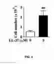 Fig. 03 - Generation of novel bone forming cells (monoosteophils) from LL-37 treated monocytes