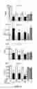 Fig. 09 - Generation of novel bone forming cells (monoosteophils) from LL-37 treated monocytes