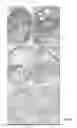 Fig. 13 - Generation of novel bone forming cells (monoosteophils) from LL-37 treated monocytes