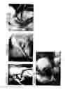 Fig. 03 - Solid forms for tissue repair