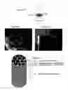 Fig. 07 - Solid forms for tissue repair