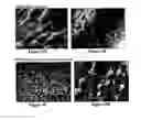 Fig. 10 - Solid forms for tissue repair