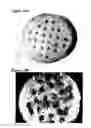 Fig. 11 - Solid forms for tissue repair