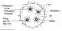 Fig. 01 - Easily dispersible lipidic phase