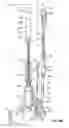 Fig. 22 - Apparatus for preparing food, particularly fruit