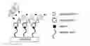 Fig. 01 - Functionalization of sphybridized carbon, silicon and/or germanium surfaces