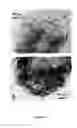 Fig. 05 - Secondary lithium batteries having novel anodes