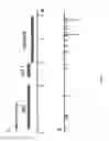 Fig. 02 - Human bocavirus and methods of diagnosis and treatment