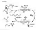 Fig. 02 - Reductive release probes containing a chemoselectively cleavable α-azidoether linker and methods of use thereof