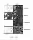 Fig. 13 - Tumor suppressor killin