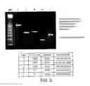 Fig. 04 - METHOD FOR ISOLATING NUCLEIC ACIDS AND PROTEIN FROM A SINGLE SAMPLE