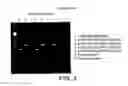 Fig. 05 - METHOD FOR ISOLATING NUCLEIC ACIDS AND PROTEIN FROM A SINGLE SAMPLE