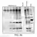 Fig. 12 - METHOD FOR ISOLATING NUCLEIC ACIDS AND PROTEIN FROM A SINGLE SAMPLE