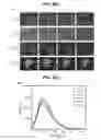 Fig. 05 - HIGHLY FLUORESCENT CARBON NANOPARTICLES AND METHODS OF PREPARING THE SAME
