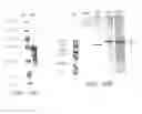 Fig. 35 - Characterization of granulocytic ehrlichia and methods of use
