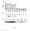 Fig. 04 - Screening of protein candidates