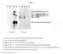 Fig. 02 - POLYPEPTIDES FOR IDENTIFYING FUNGICIDALLY ACTIVE COMPOUNDS