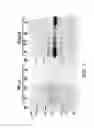 Fig. 03 - Luciferases and methods for making and using the same