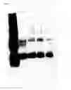Fig. 12 - Method of preparing plant-derived VLPs