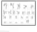 Fig. 12 - Culture medium containing gamma-aminobutyric acid, pipecolic acid or lithium for the maintenance of stem cells in an undifferentiated state