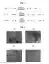 Fig. 03 - Polymer matrices for cell culture