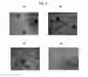 Fig. 04 - Polymer matrices for cell culture