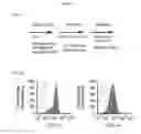 Fig. 15 - Simplified basic media for human pluripotent cell culture