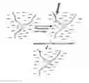 Fig. 01 - Methods for transfecting nucleic acid into live cells