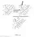 Fig. 02 - Methods for transfecting nucleic acid into live cells