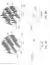 Fig. 09 - Imprinted semiconductor multiplex detection array